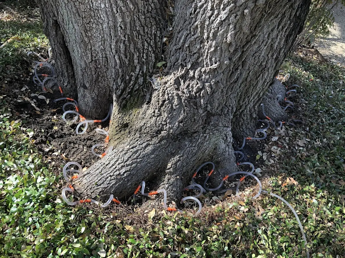 Detailed Tree Cabling and Bracing job site in Holly Springs