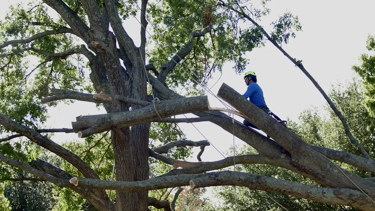 Professional Hazardous Tree Removal performed by certified arborists in Holly Springs