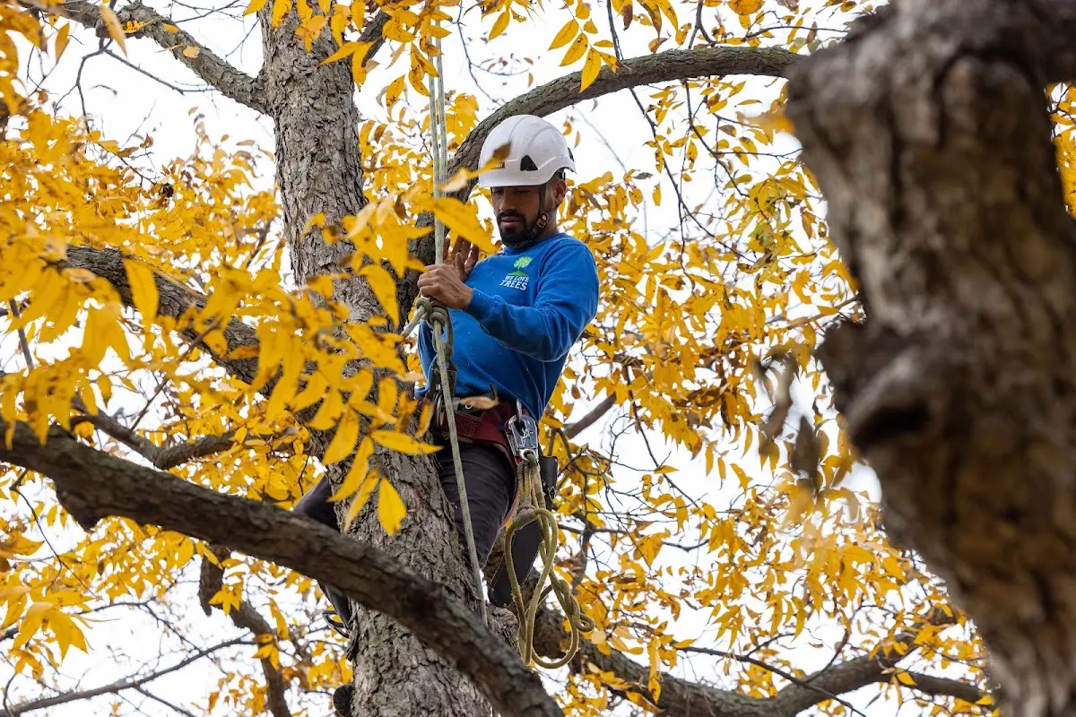 Skilled Tree Pruning crew working in Holly Springs