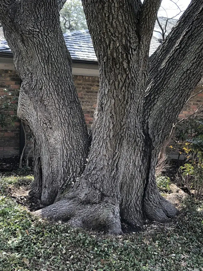 Mature heritage tree close to a Holly Springs property cared for by certified arborists